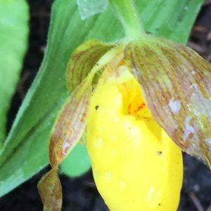 Meet your Posher, Myra